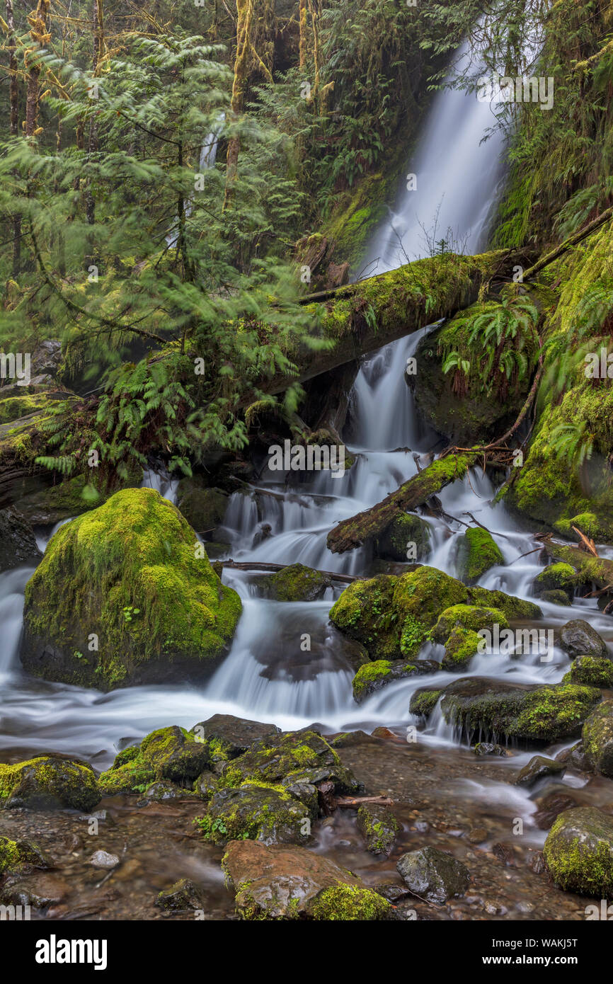 Merriman Falls in the Olympic National Forest, Washington State, USA Stock Photo