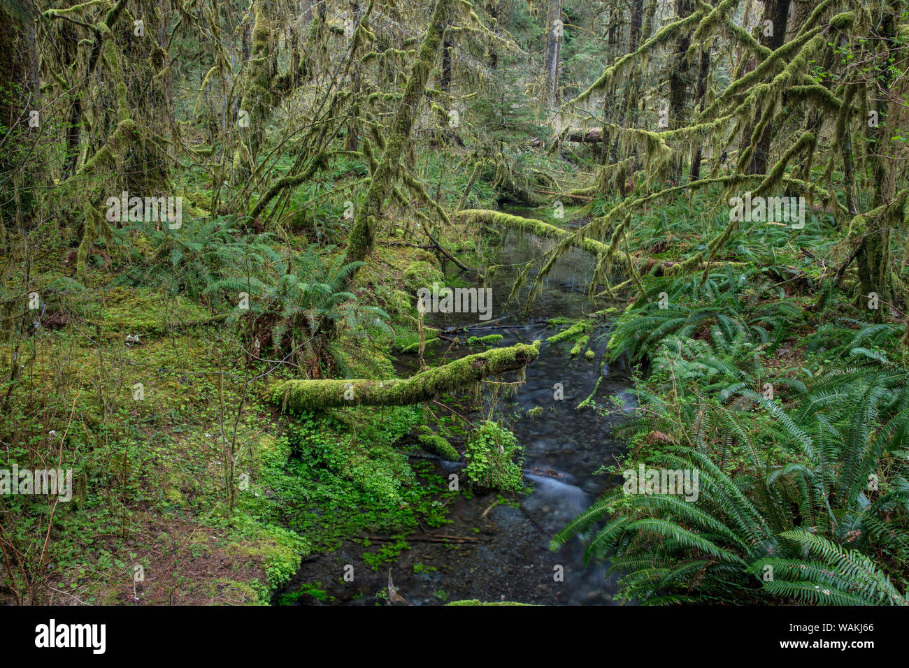 Taft Creek in Olympic National Park, Washington State, USA Stock Photo