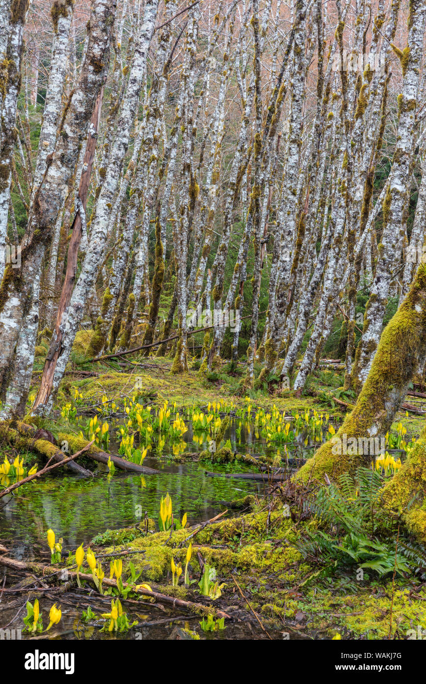 Skunk cabbage and alder forest in the Sol Duc Valley of Olympic National Park, Washington State, USA Stock Photo