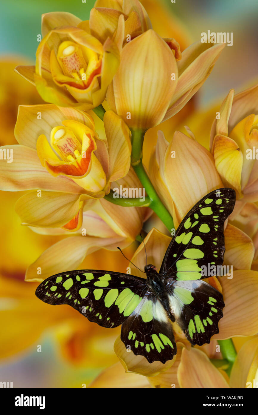 Graphium tynderaeus butterfly on large golden cymbidium orchid Stock Photo