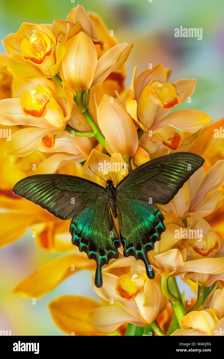 Male Asian swallowtail butterfly, Papilio bianor, on large golden cymbidium orchid Stock Photo