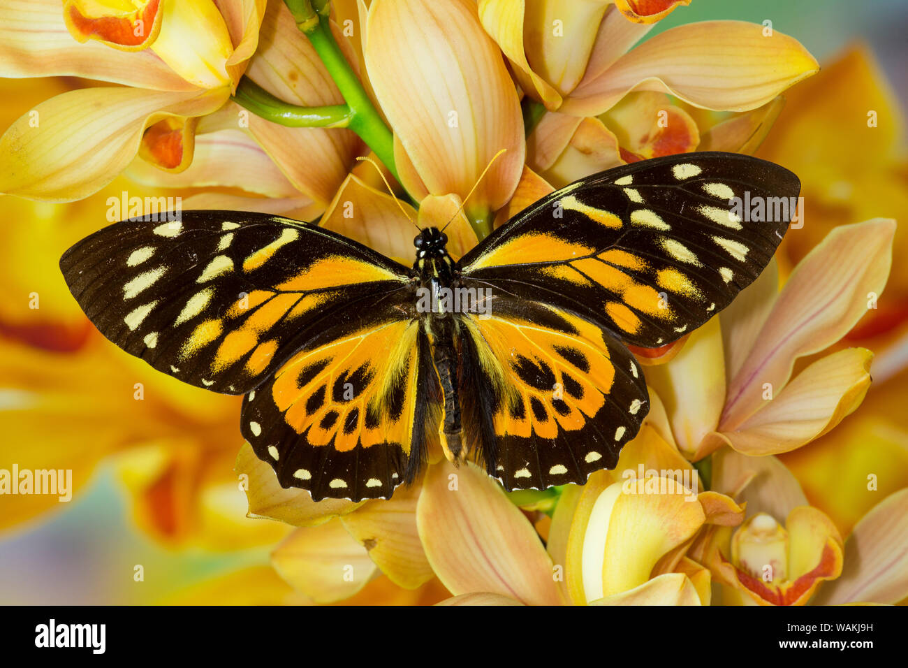 Orange and black butterfly, Papilio zagreuis, on large golden cymbidium orchid Stock Photo