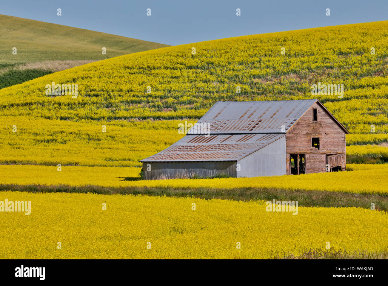 Old wooden barn in field of canola on Oakesdale Road in Eastern Washington Stock Photo