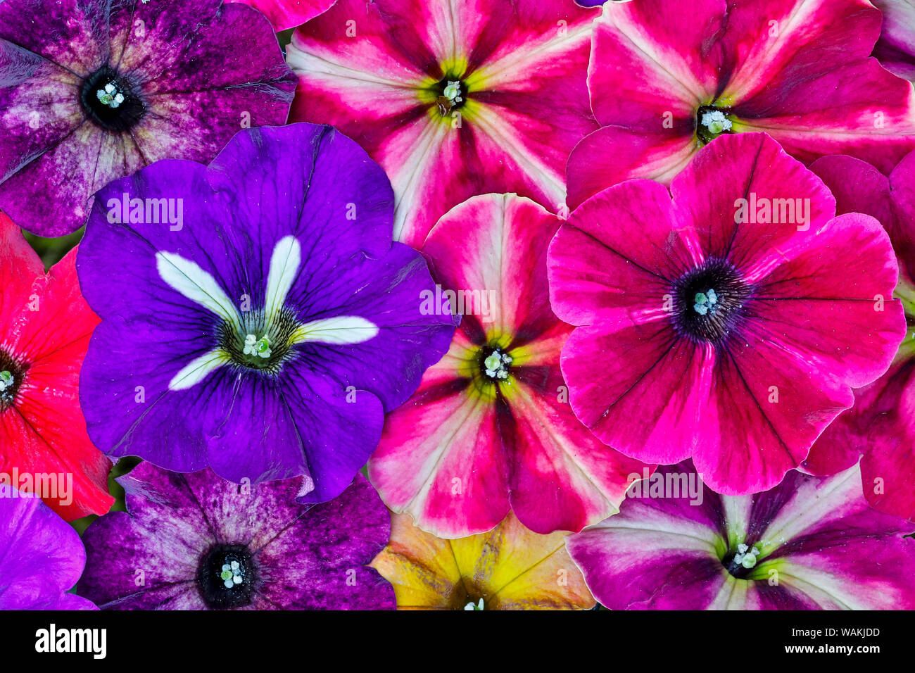 Variety of petunia flowers in pattern, Sammamish Washington Stock Photo