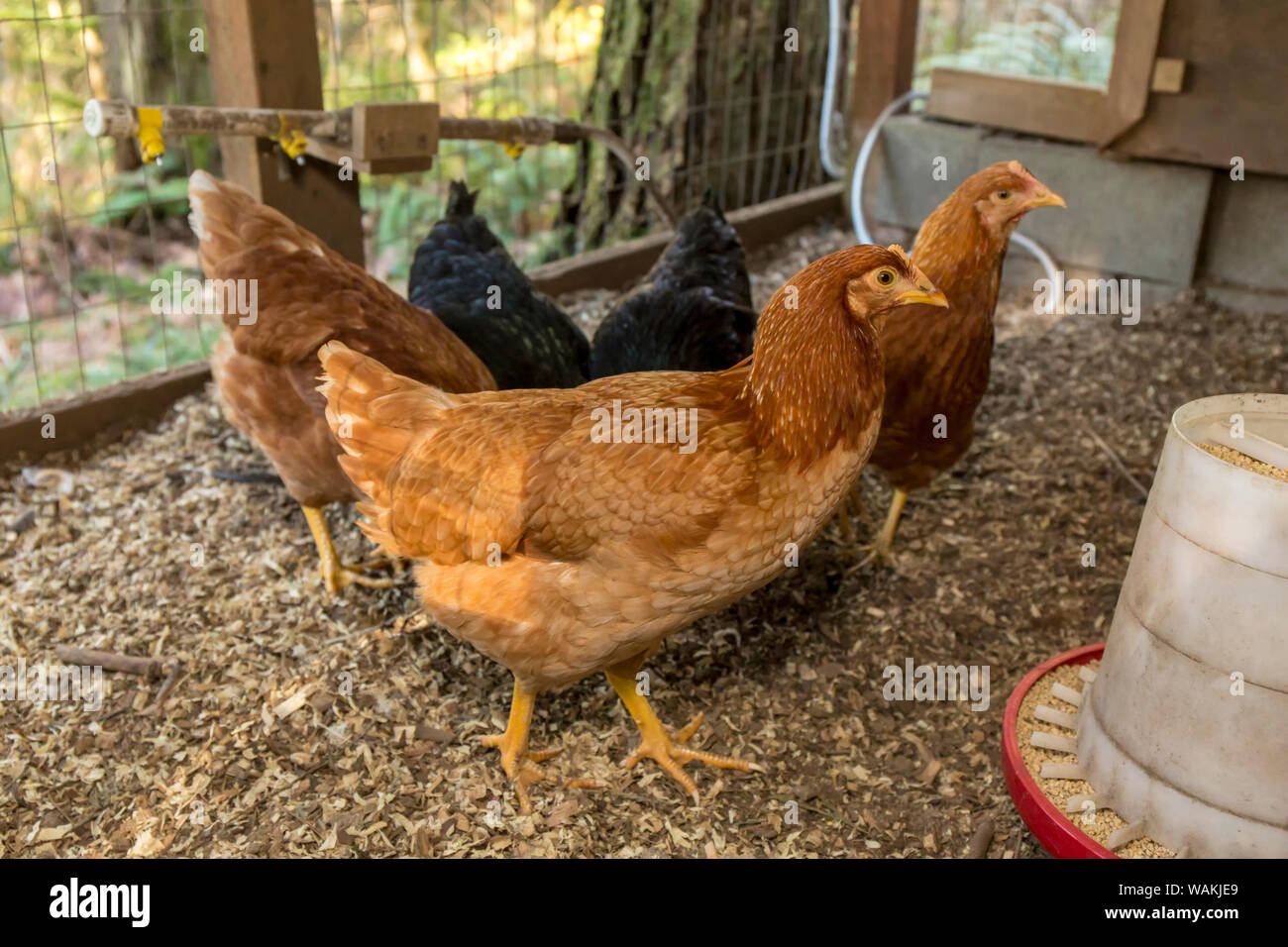 Issaquah, Washington State, USA. Black Star (or Black Sex Link or Mrs. Pepperpot) and Red Star hens in a large custom-made chicken coop. Stock Photo