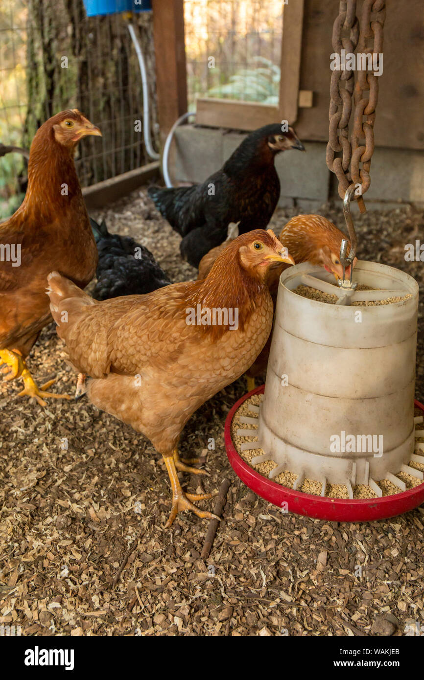 Issaquah, Washington State, USA. Black Star (or Black Sex Link or Mrs. Pepperpot) and Red Star hens eating in a large custom-made chicken coop. Stock Photo