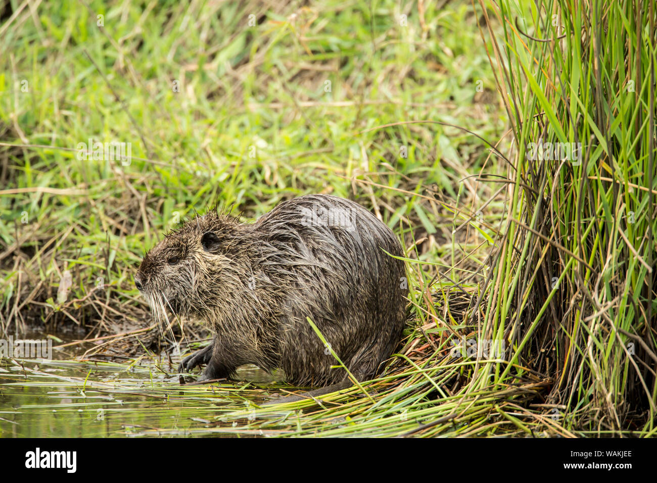 Ridgefield, Washington State, USA. Nutria in Ridgefield National Wildlife Refuge. Coypu, also known as the river rat or nutria, is a large, omnivorous, semi-aquatic rodent. Stock Photo
