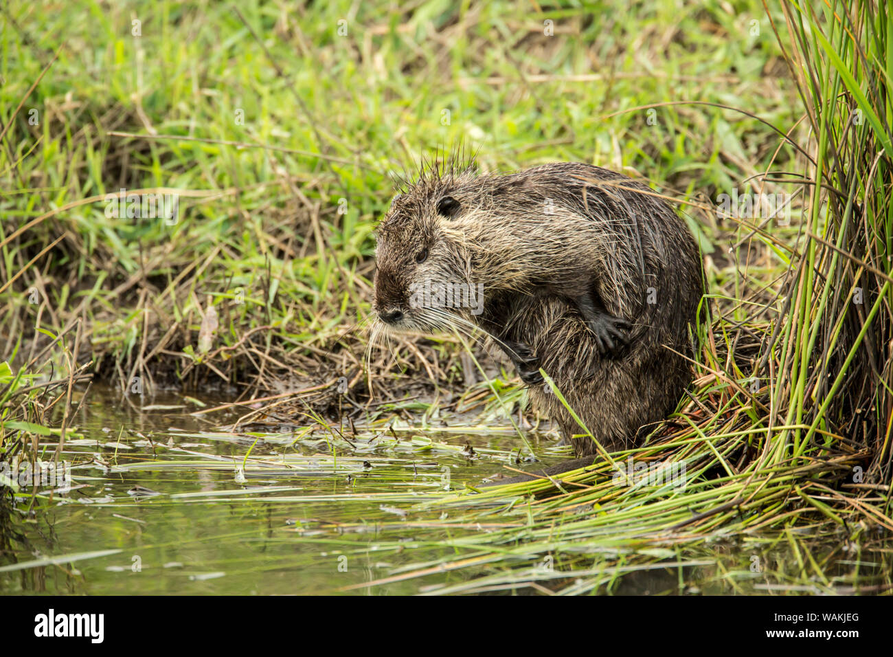 Ridgefield, Washington State, USA. Nutria scratching in Ridgefield National Wildlife Refuge. Coypu, also known as the river rat or nutria, is a large, omnivorous, semi-aquatic rodent. Stock Photo