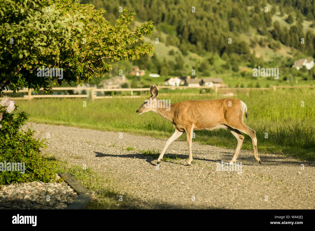 Bozeman, Montana, USA. Female mule deer in rural residential setting. Stock Photo