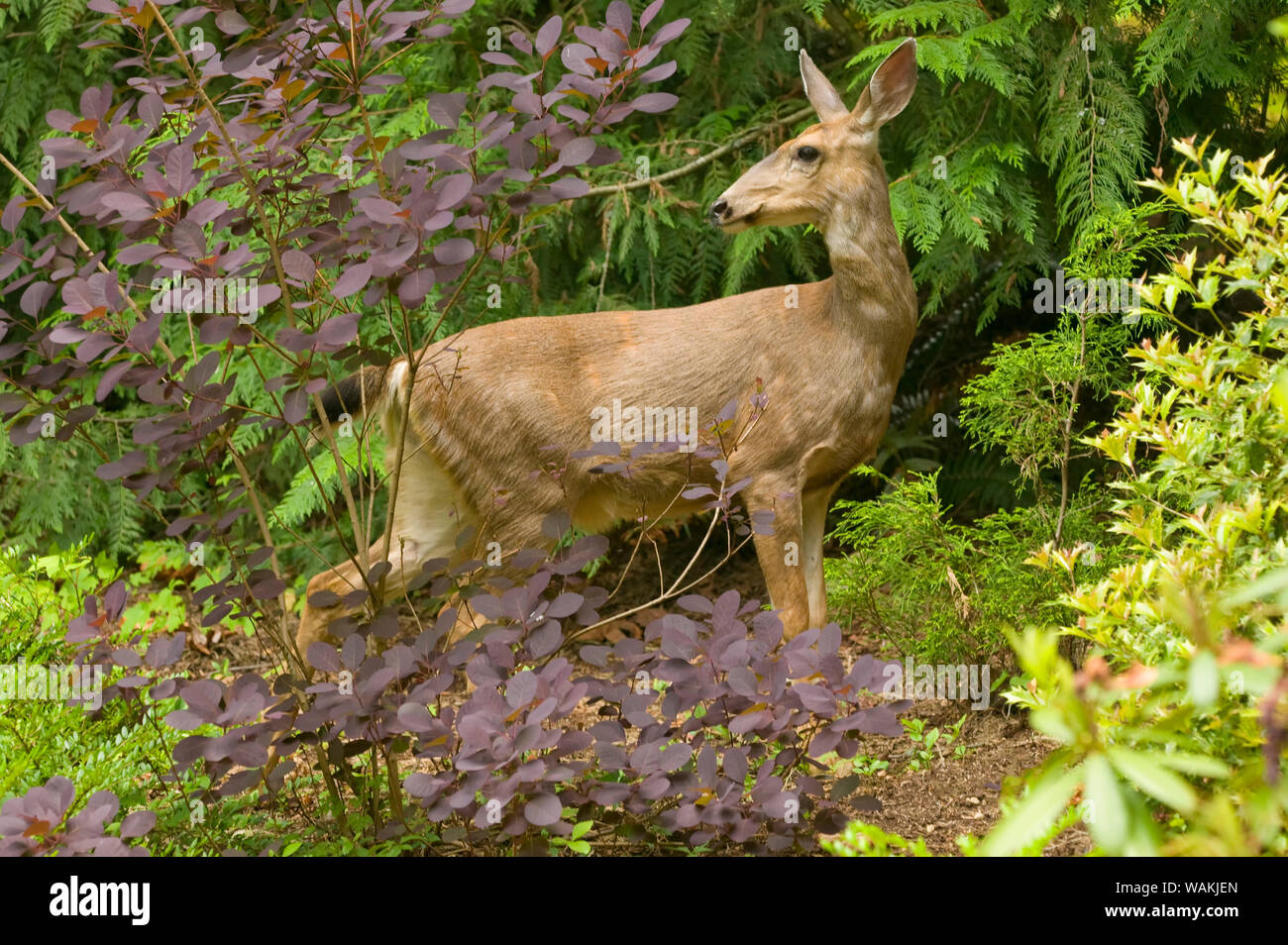 Issaquah, Washington State, USA. Mule deer doe standing among cultivated plants in a rural yard. Stock Photo