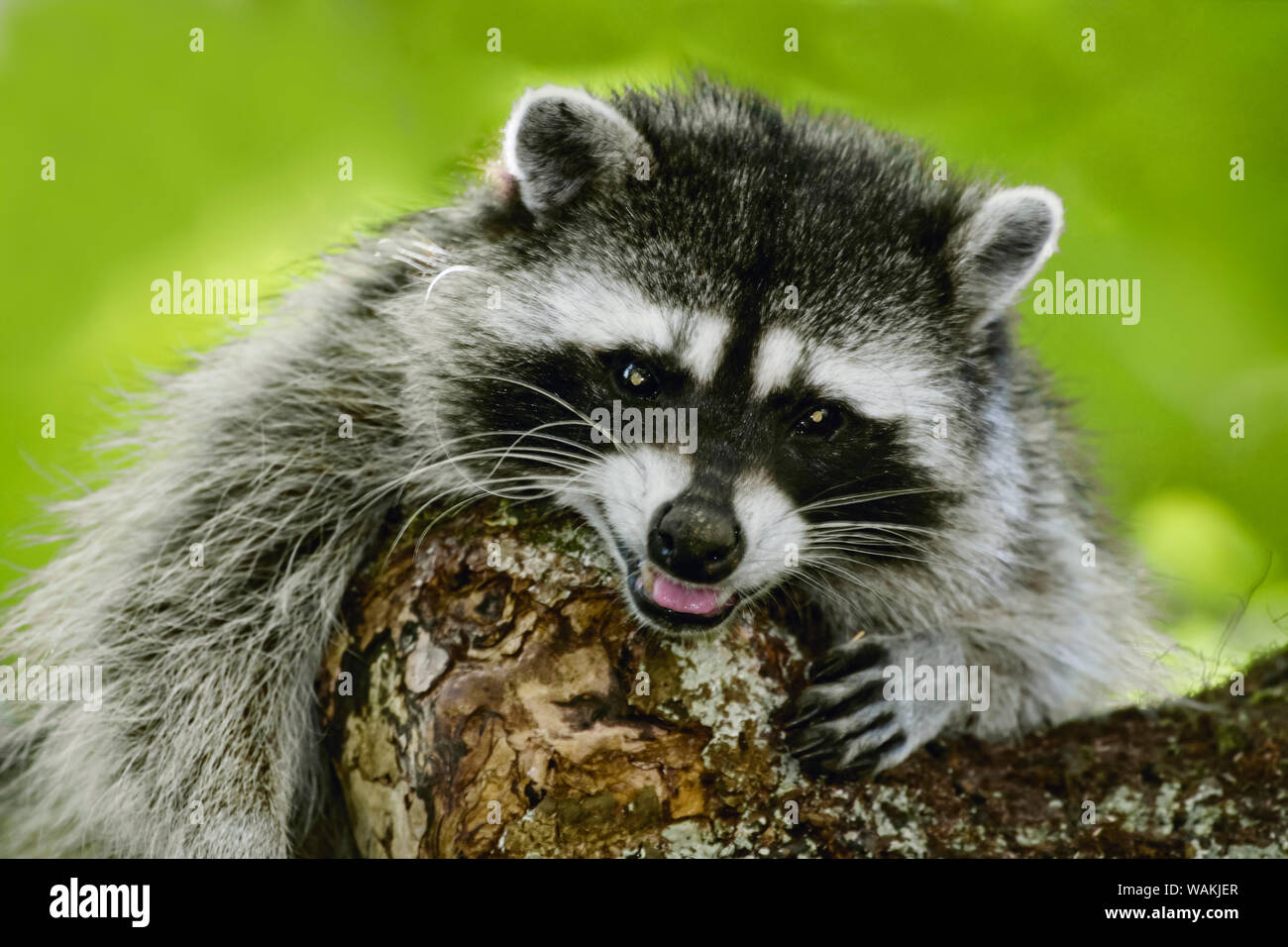 Issaquah, Washington State, USA. Wild mother raccoon growling in a tree, protecting her young who were further up the tree. Stock Photo