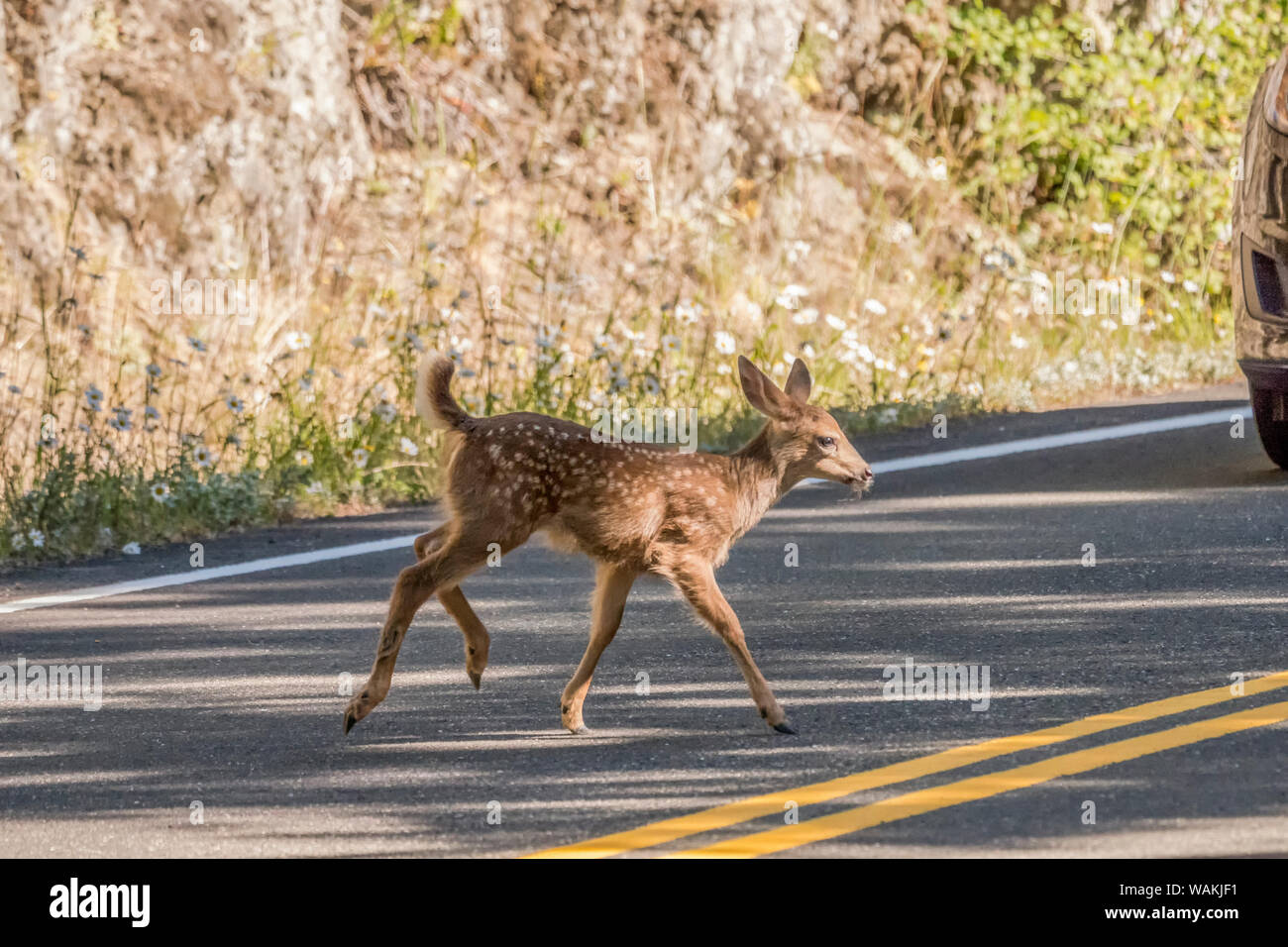 Olympic National Park, Washington State, USA. Black-tailed or mule deer fawn crossing the highway in front of a truck. Stock Photo