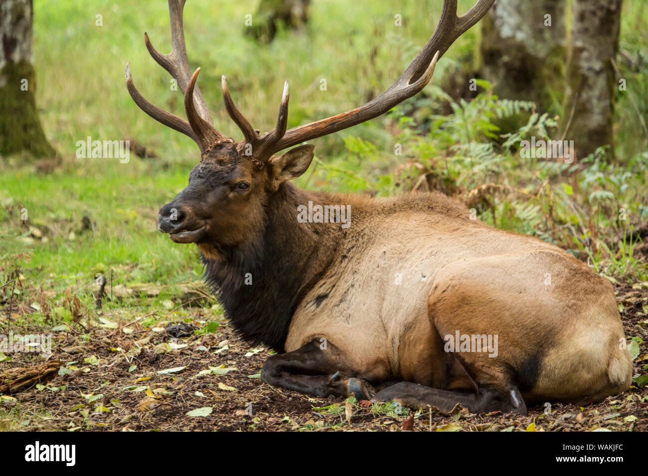 Eatonville, Washington State, USA. American elk bull resting in Northwest Trek Wildlife Park. Stock Photo