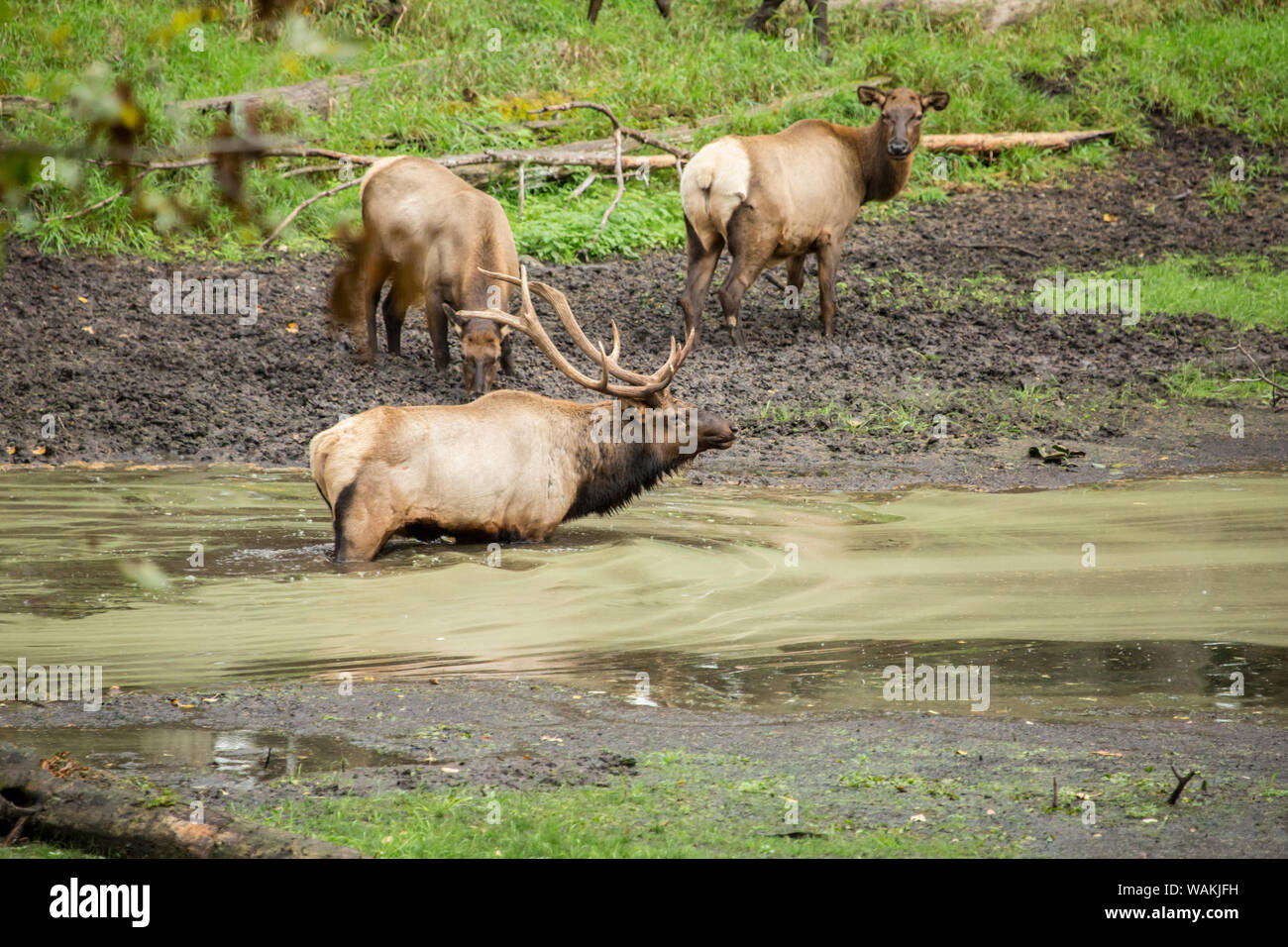 Eatonville, Washington State, USA. American elk bull wading in a muddy stream while the does stand knee-deep in mud, in Northwest Trek Wildlife Park. Stock Photo