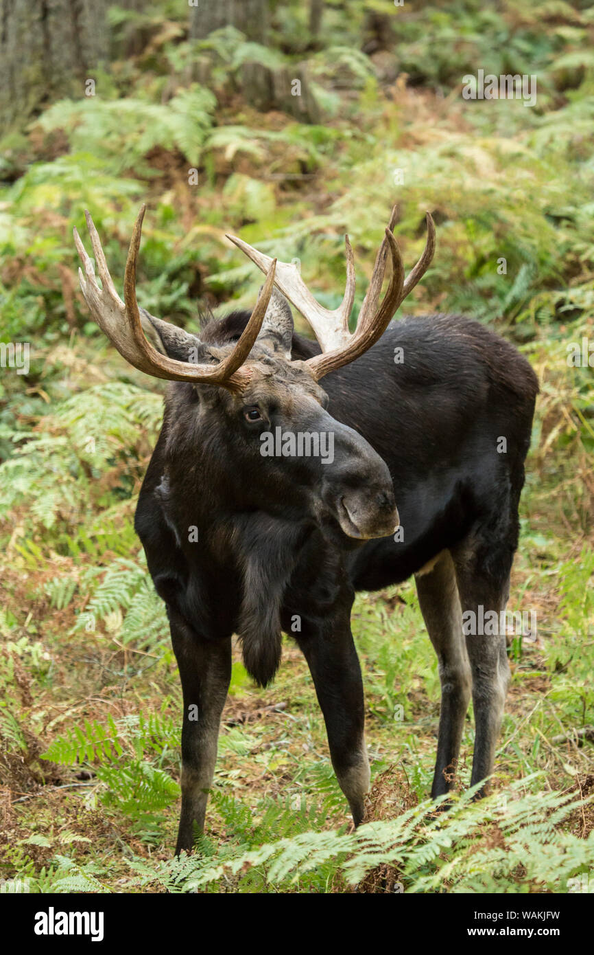 Eatonville, Washington State, USA. Bull moose in Northwest Trek Wildlife Park Stock Photo Alamy