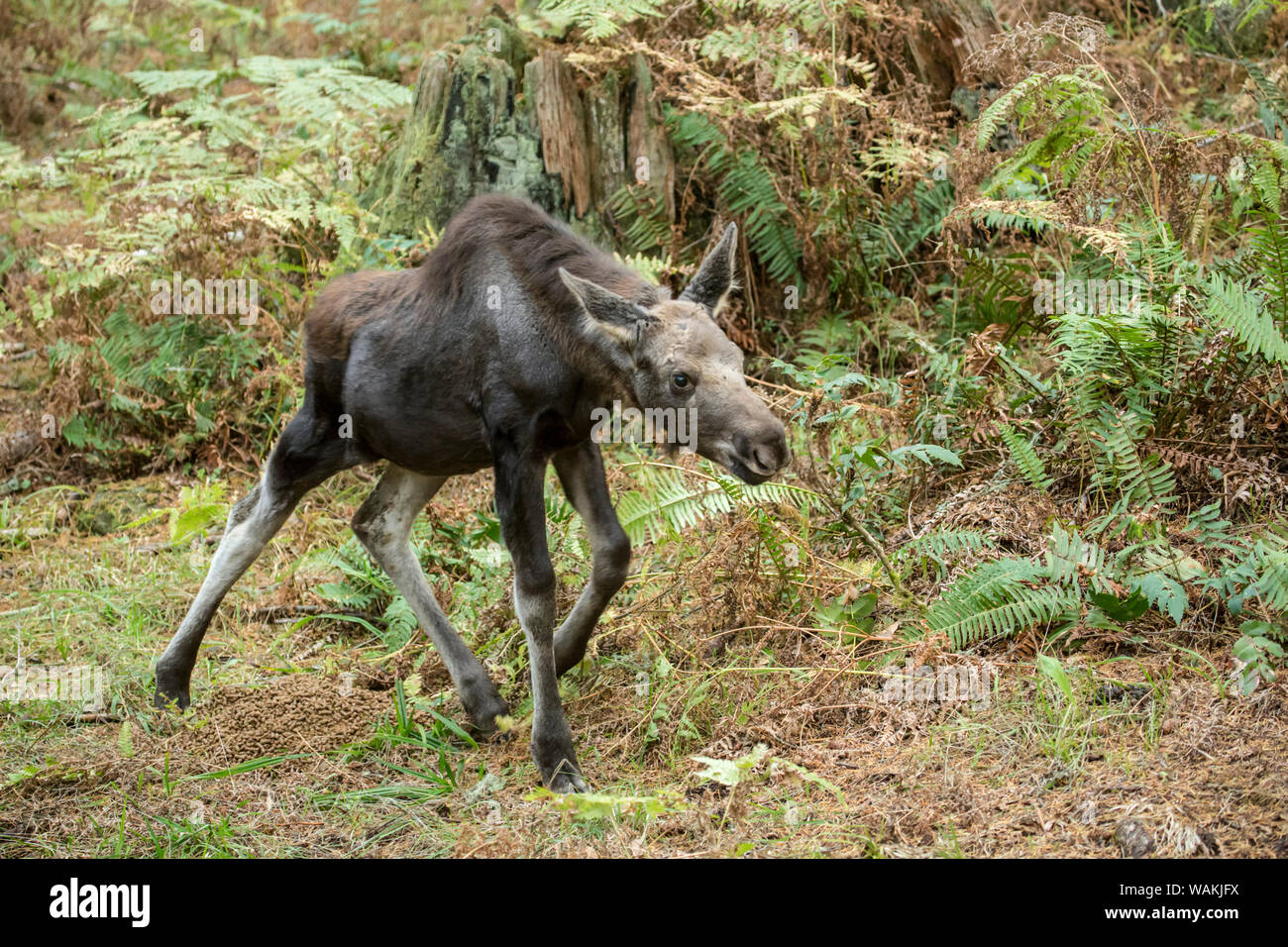 Eatonville, Washington State, USA. Moose calf walking in Northwest Trek Wildlife Park. Stock Photo