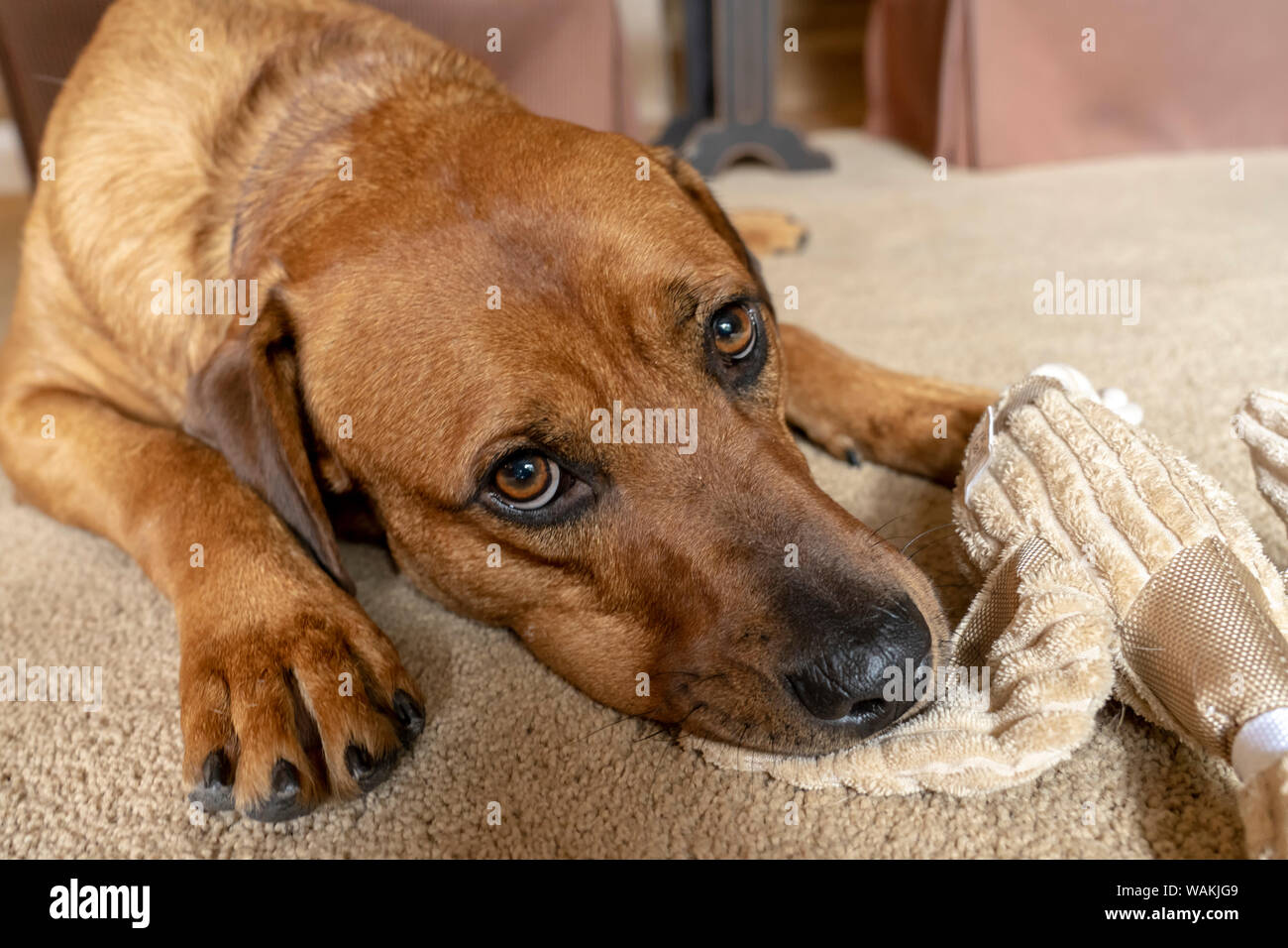 Red Fox (or Fox red) Labrador reclining on the floor, chewing his stuffed duck toy. (PR) Stock Photo