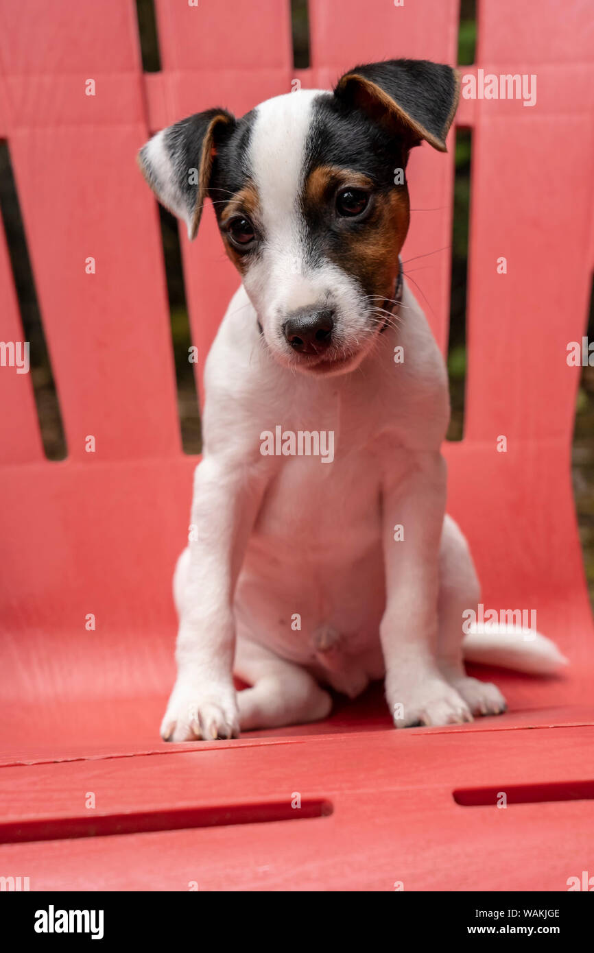 Issaquah, USA. Two month old Jack Russell Terrier sitting on a plastic patio chair. (PR) Stock Photo