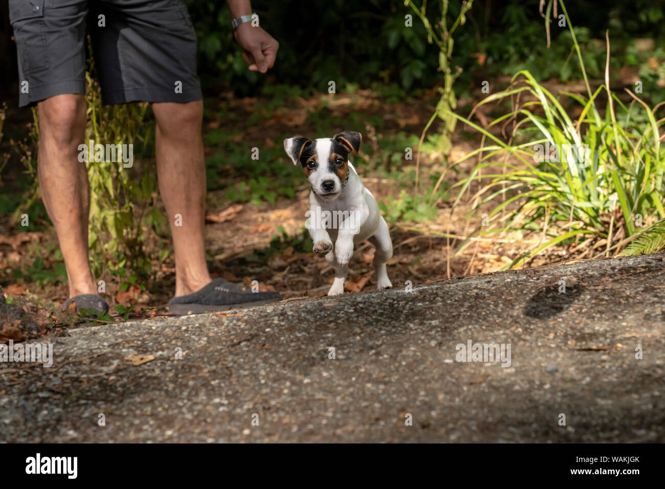 Issaquah, USA. Man playing with his two month old Jack Russell Terrier in yard. (PR,MR) Stock Photo