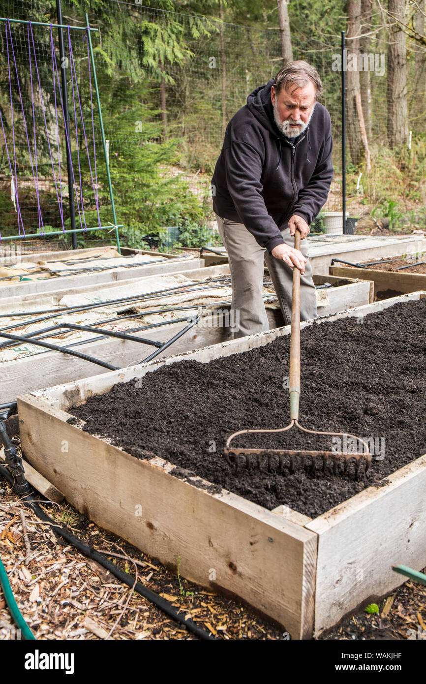 Issaquah, Washington State, USA. Man using a garden rake to level a freshly composted raised garden bed. (MR, PR) Stock Photo