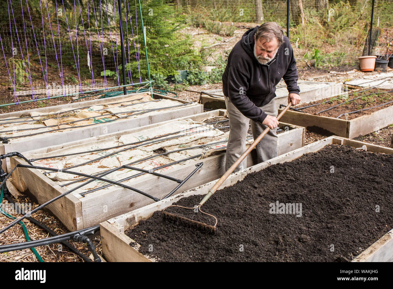 Issaquah, Washington State, USA. Man using a garden rake to level a freshly composted raised garden bed. (MR, PR) Stock Photo