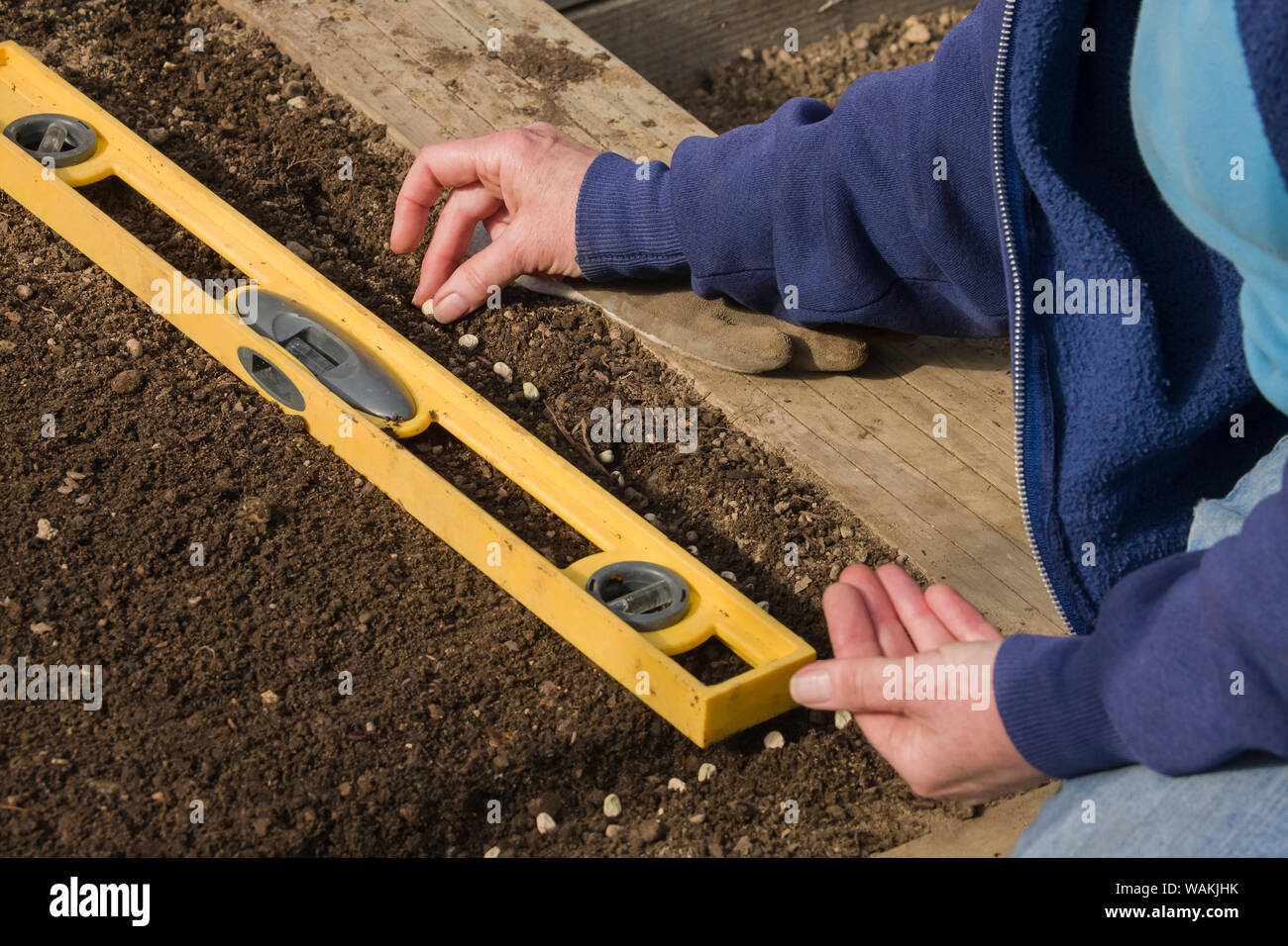 Sammamish, Washington State, USA. Woman planting snap pea seeds, measuring with a ruler on a level to get proper spacing. (MR, PR) Stock Photo
