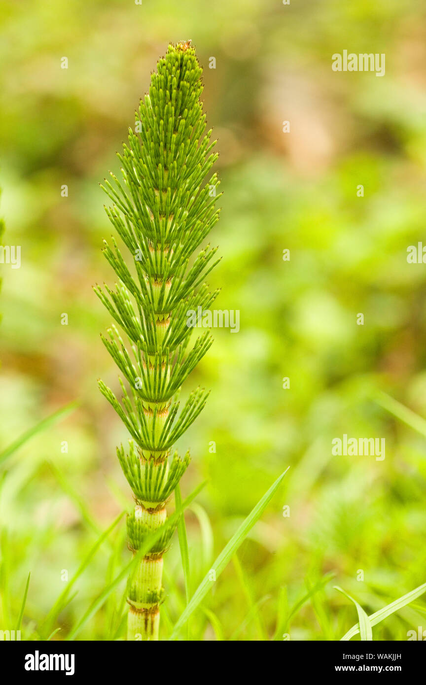 Common horsetail hires stock photography and images Alamy