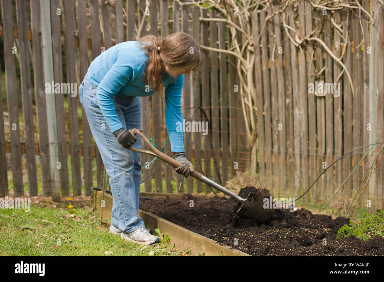 Sammamish, Washington State, USA. Woman using shovel to mix compost into the soil of a small kitchen garden. (MR, PR) Stock Photo