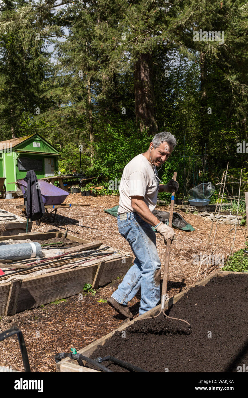 Issaquah, Washington State, USA. Man smoothing the surface of a raised bed garden in a community garden. (MR, PR) Stock Photo
