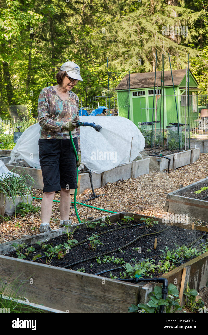 Issaquah, Washington State, USA. Woman hand-watering her raised bed garden after planting starts and seeds in a community garden. (MR, PR) Stock Photo