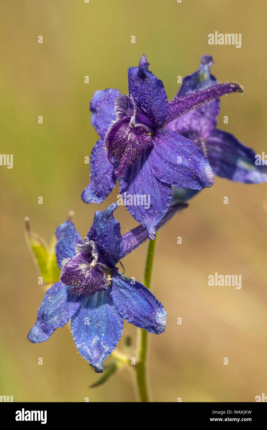 With field larkspur hires stock photography and images Alamy