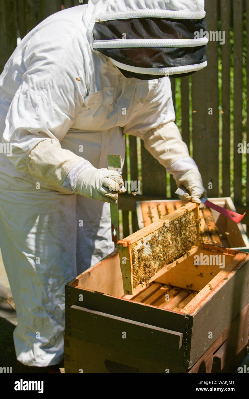 Seattle, Washington State, USA. Female beekeeper inserting a frame covered with honeybees back into the hive. (MR, PR) Stock Photo