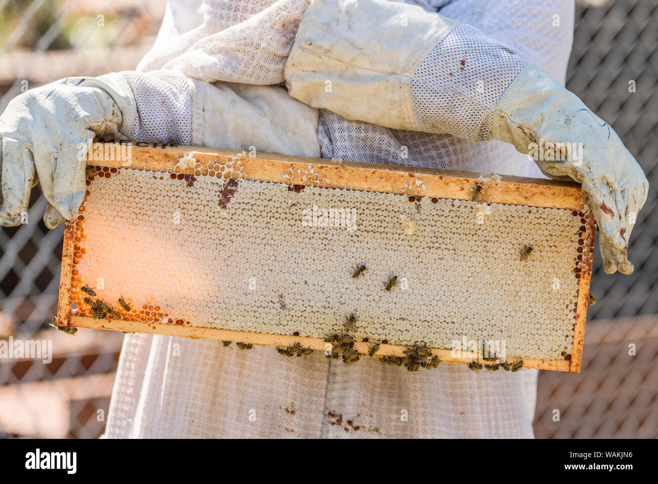 Maple Valley, Washington State, USA. Female beekeeper checking the health of the honey in a frame. This frame is capped with lovely white beeswax and ready for harvesting. Stock Photo
