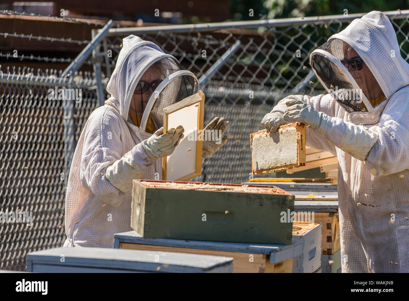 Maple Valley, Washington State, USA. Female beekeepers exchanging an empty frame for a fully capped frame in a honey super. (Editorial Use Only) Stock Photo