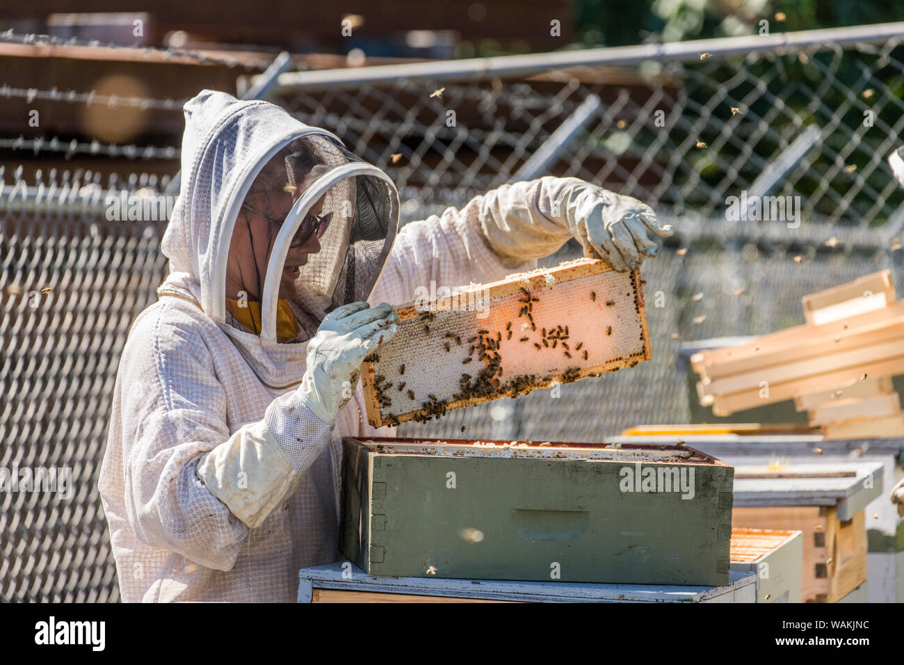 Maple Valley, Washington State, USA. Woman beekeeper checking the health of the honey in a frame. This frame is capped with lovely white beeswax and ready for harvesting. (Editorial Use Only) Stock Photo