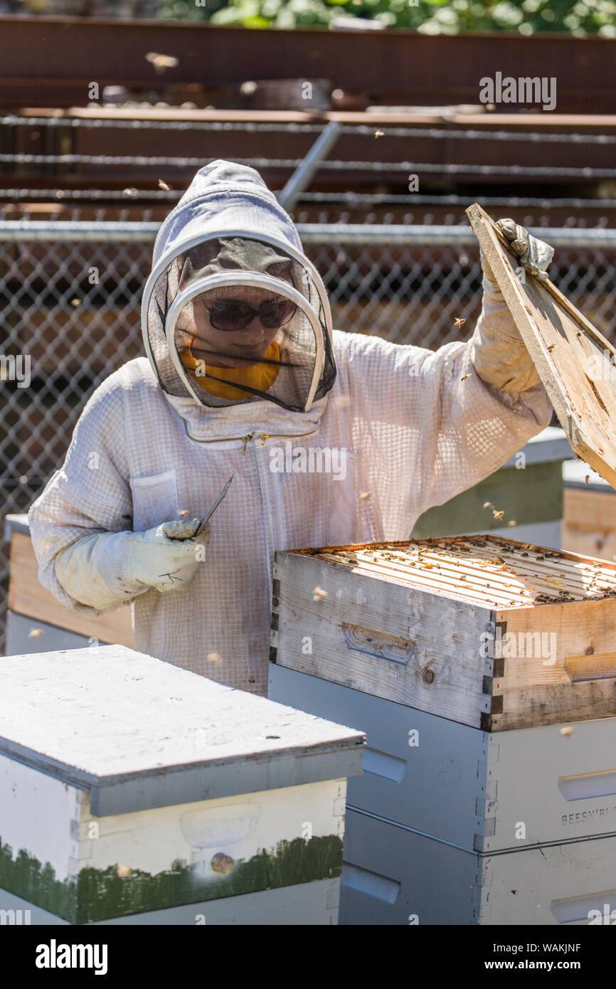Maple Valley, Washington State, USA. Female beekeeper lifting the hive