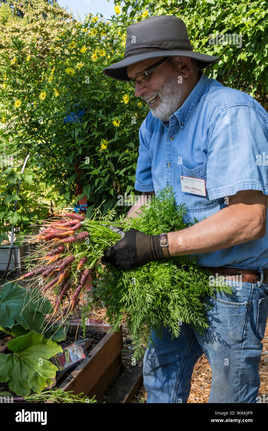 Washington State, USA. Male Master Gardener harvesting Purple Haze carrots. The 7-8 inch purple-skinned roots have vivid orange centers. (MR) Stock Photo