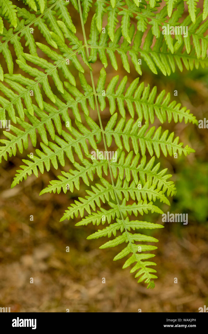Issaquah, Washington State, USA. Bracken fern close-up in shady yard. Stock Photo