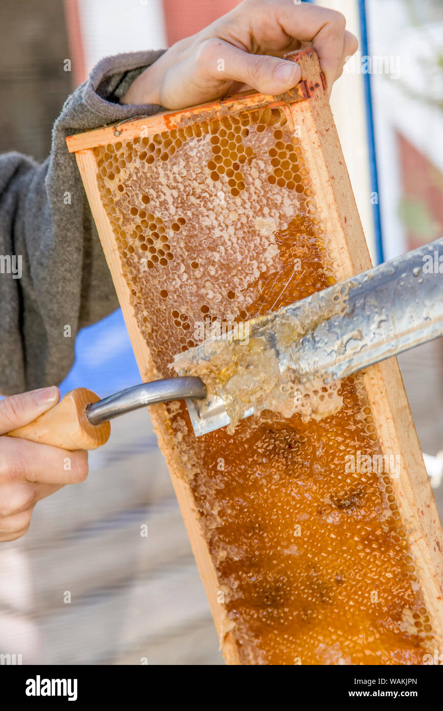 Woman using an electric hot knife to uncap the honey by scraping off the caps. (MR) Stock Photo