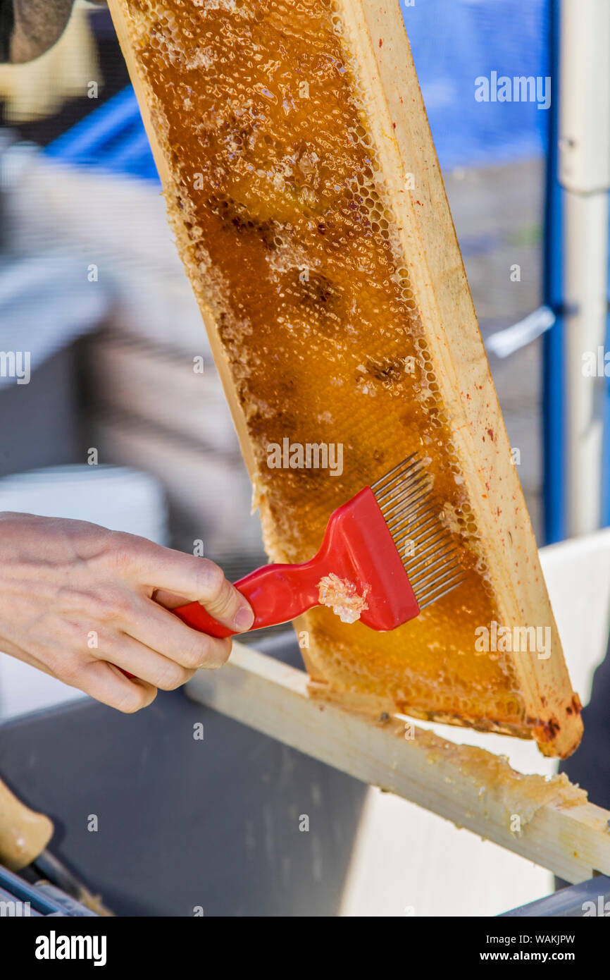 Woman using an uncapping fork or honey capscratcher on a frame full of honey. You use this tool to puncture holes in the honeycomb. (MR) Stock Photo