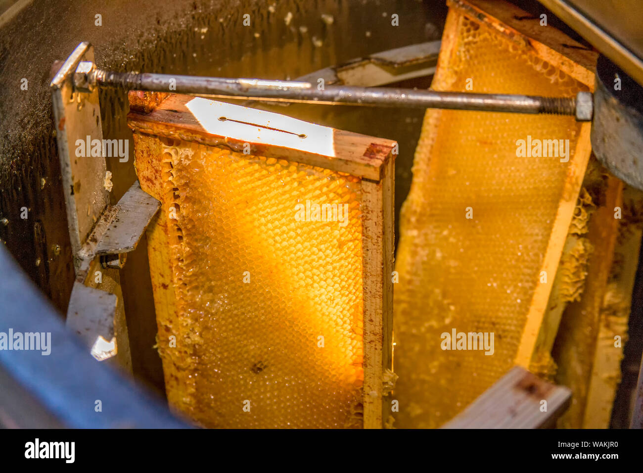 Frames of honey in a honey extractor machine. As the frames of honey spin, centrifugal force throws the honey against the side walls of the extractor where it will run down and collect at the bottom of the extractor. Stock Photo