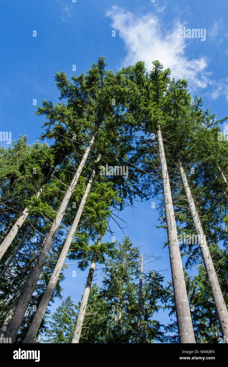 Squak Mountain State Park, Issaquah, Washington State, USA. Douglas fir trees, also known as Douglas Spruce and Oregon Pine. Stock Photo