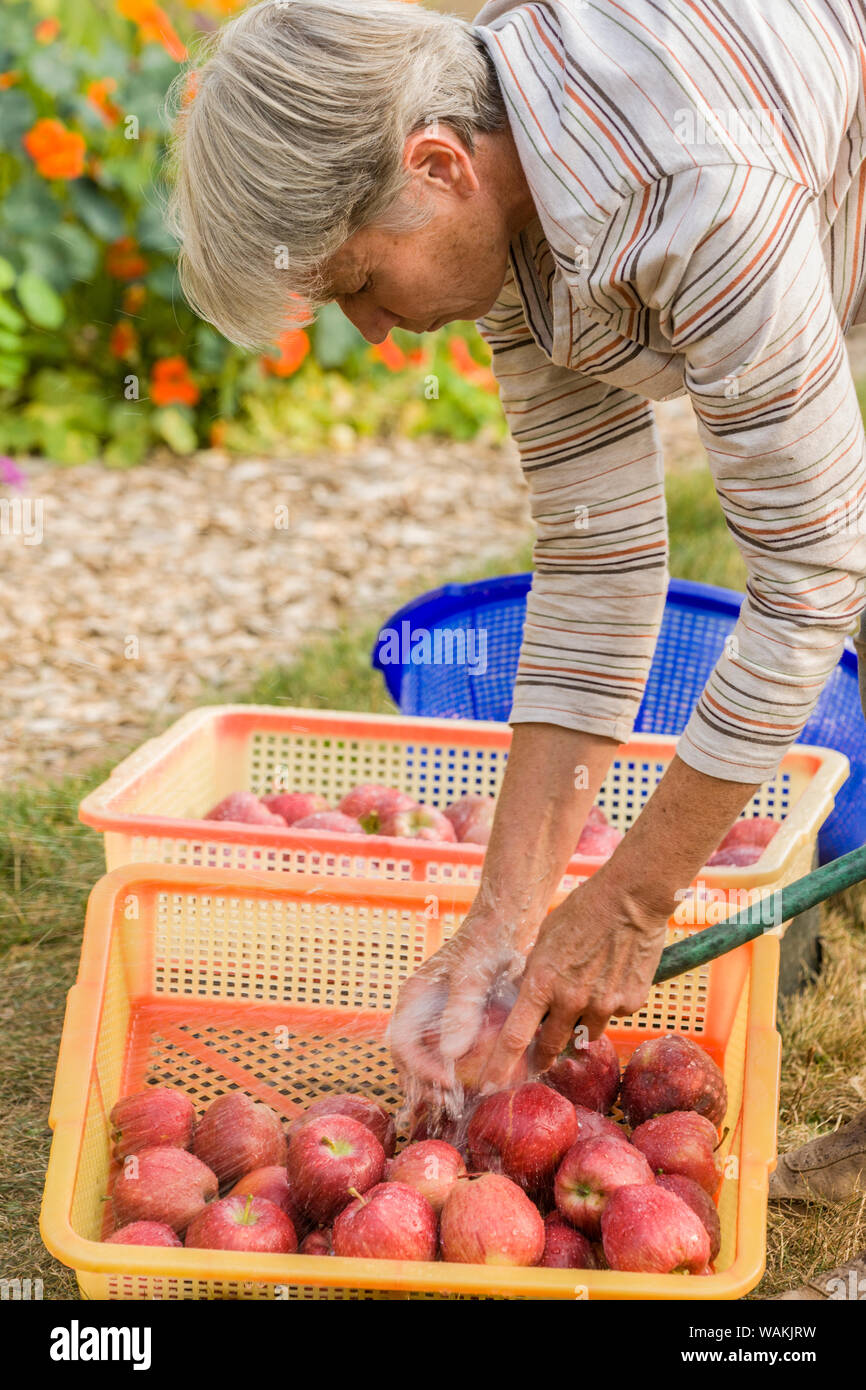 Carnation, Washington State, USA. Woman washing freshly harvested Red Delicious apples. (MR, PR) Stock Photo