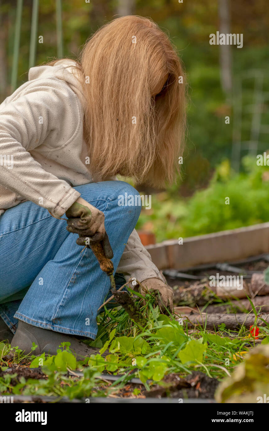 Issaquah, Washington State, USA. Woman pulling weeds and unwanted plants at Mirrormont Pea Patch Garden. (MR, PR) Stock Photo