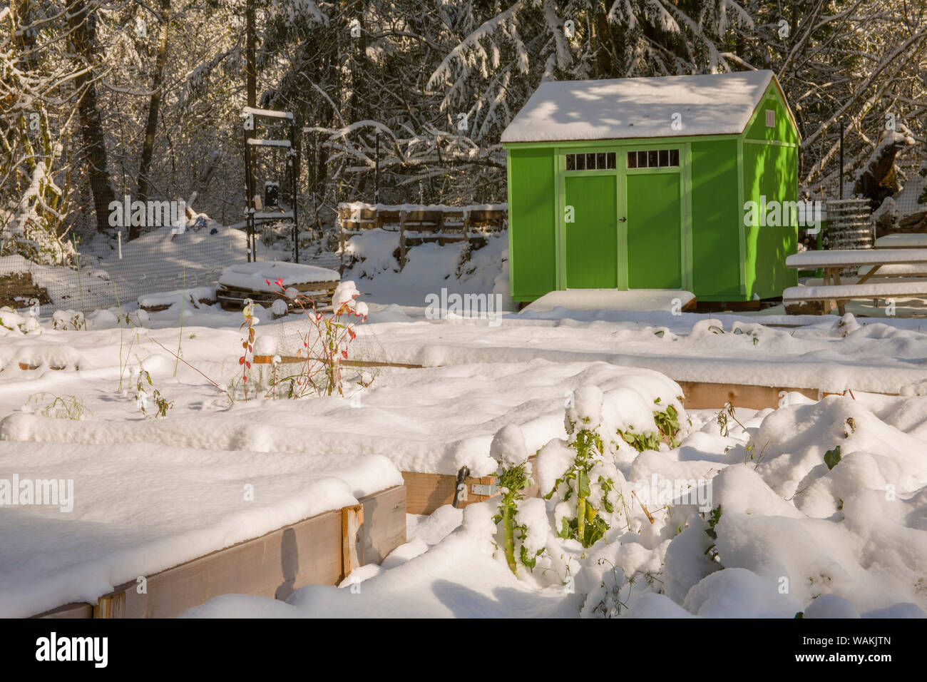 Issaquah, Washington State, USA. Snow-covered Mirrormont Pea Patch garden with raised beds and shed. (PR) Stock Photo