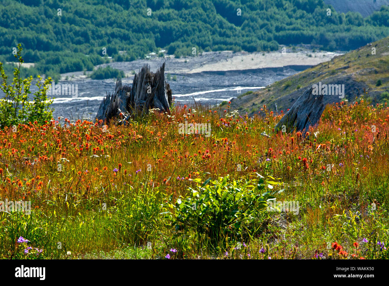 Regrowth from devastation, Mount St. Helens National Volcanic Monument, Washington State, USA Stock Photo