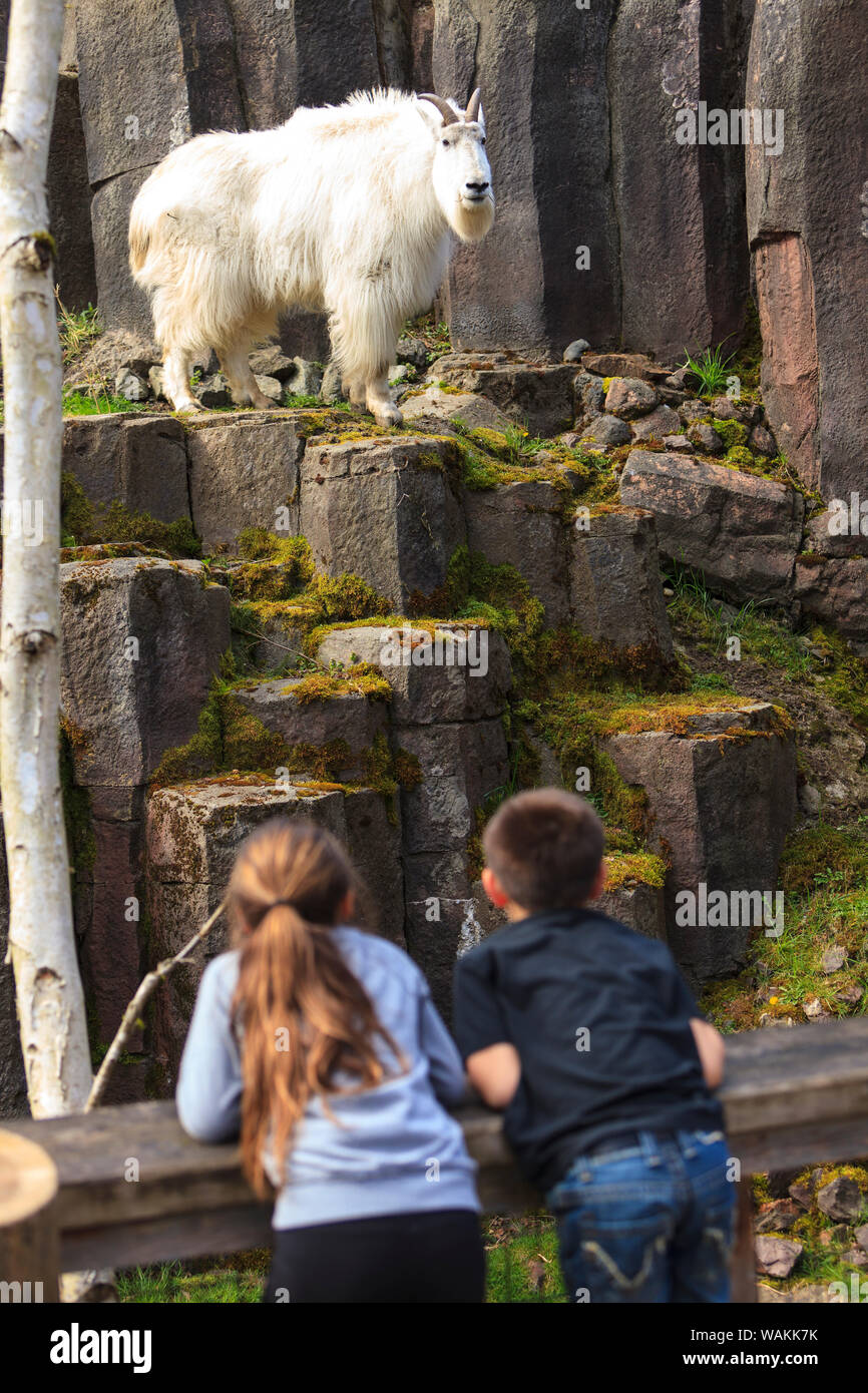 Two children view a mountain goat, Woodland Park Zoo, Seattle