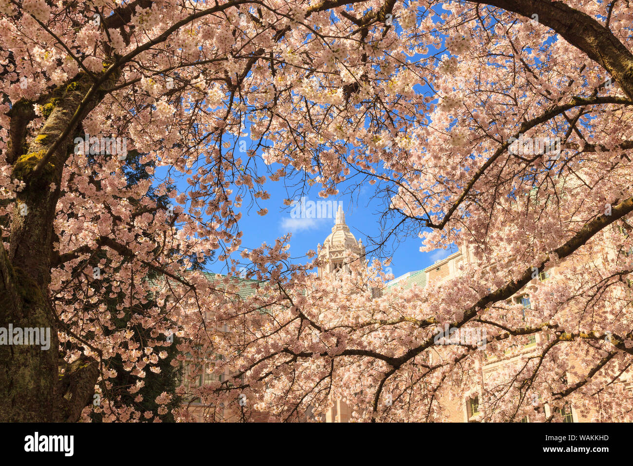 Cherry Blossoms in peak bloom, Spring, University of Washington campus, Seattle, Washington State, USA (Editorial Use Only) Stock Photo