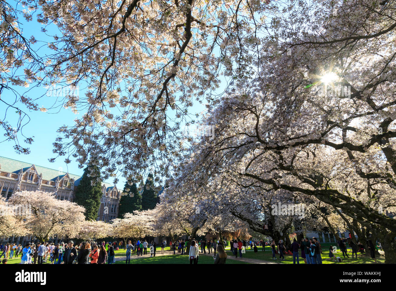 Cherry blossoms in full bloom, University of Washington campus, Seattle, Washington State, USA (Editorial Use Only) Stock Photo