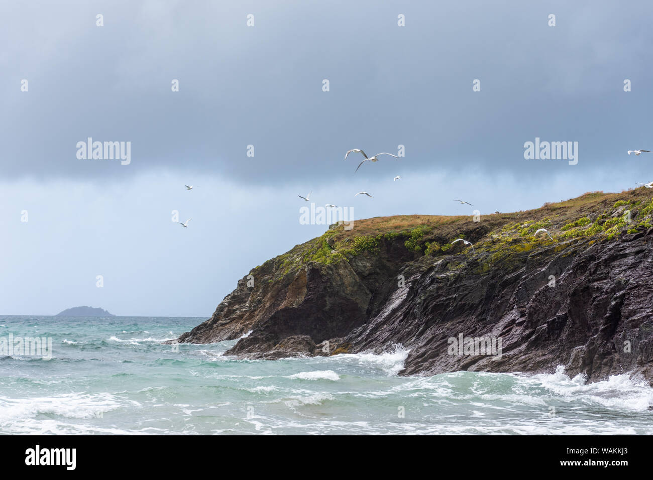 Seagulls flying over cliffs, North Cornwall, UK Stock Photo